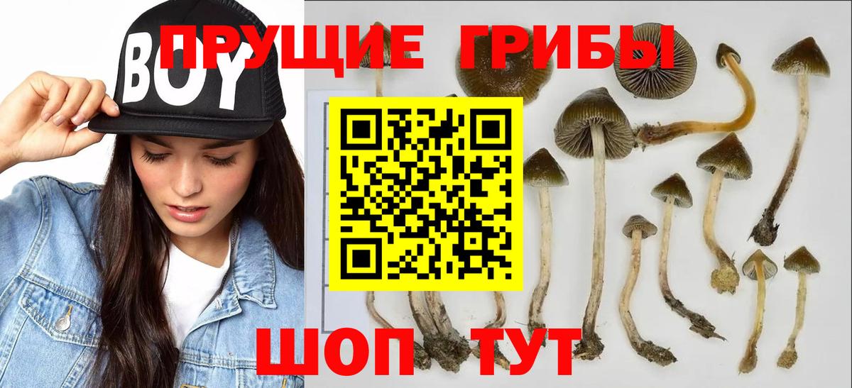 Галлюциногенные грибы Cubensis Светлоград